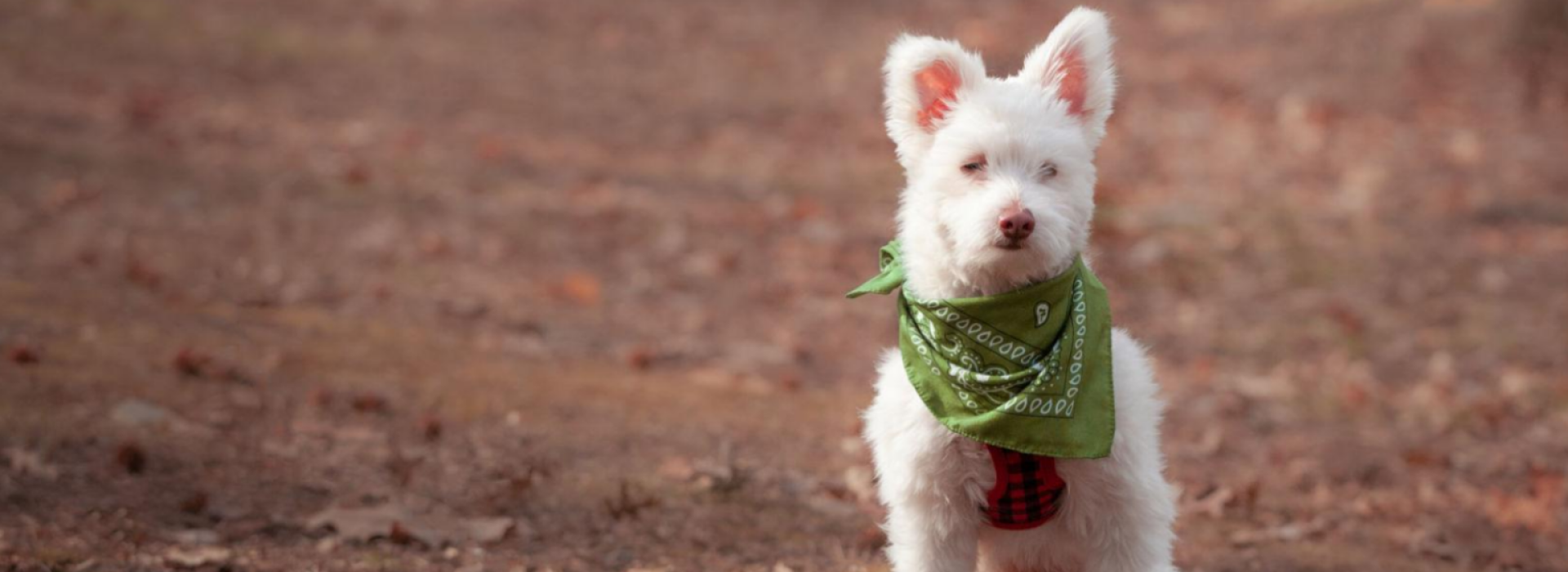 Join the Animal Friends Shamrock Shuffle team